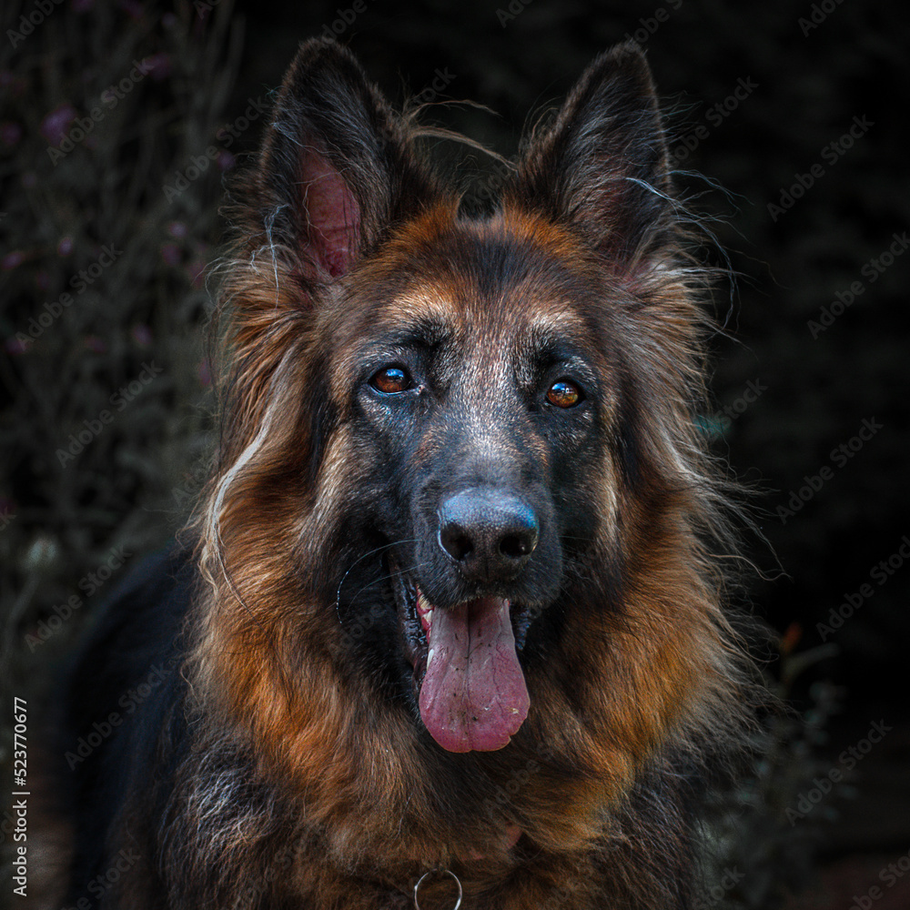 German Shepherd Dog German Shepherd Dog