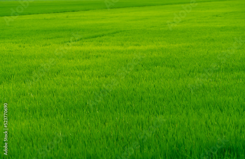 Rice plantation. Green rice paddy field. Organic rice farm. Rice growing agriculture. Green paddy field. Fullframe of green grass in agriculture field. Farm land. Land plot. Asian staple food.