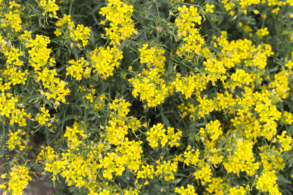 yellow flowers