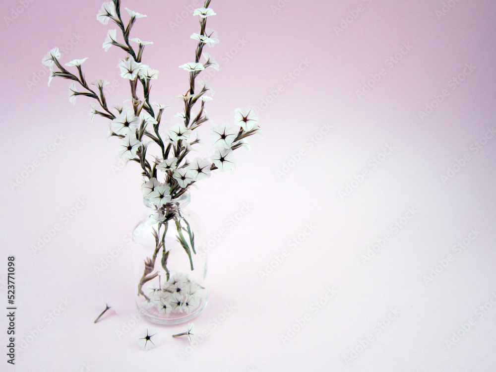       Beautiful white flowers, Spring concept.               