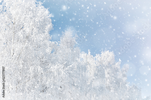 White birches are covered with frost and snow. Beauty is in nature. Winter background frosty landscape. Snowfall concept.