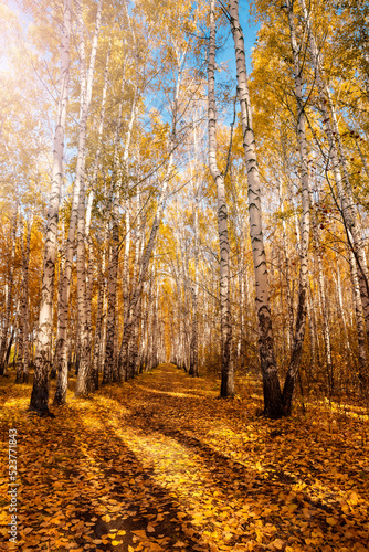 Autumn birch grove, illuminated by the bright sun. A colorful forest landscape of white birches with yellow leaves. Seasonal weather in the forest or in the park.
