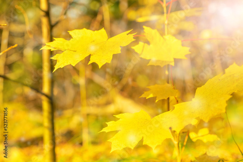 Bright autumn background of yellow leaves. Soft focus. Blurred image. Seasonal weather in the forest or park.