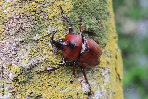 Japanese rhinoceros beetle (Trypoxylus dichotomus) male in Japan photo