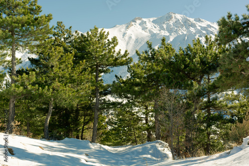 Pine trees with snowy mountain peak in background.