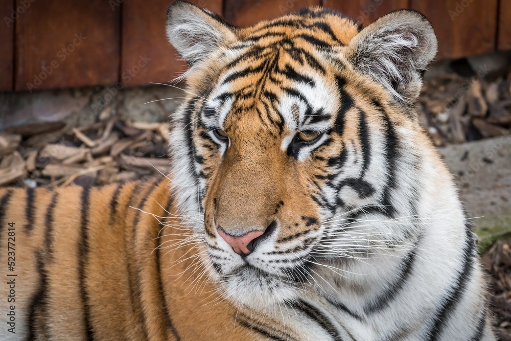 Portrait of tiger lying on the ground. Portrait of tiger lying on the ground.