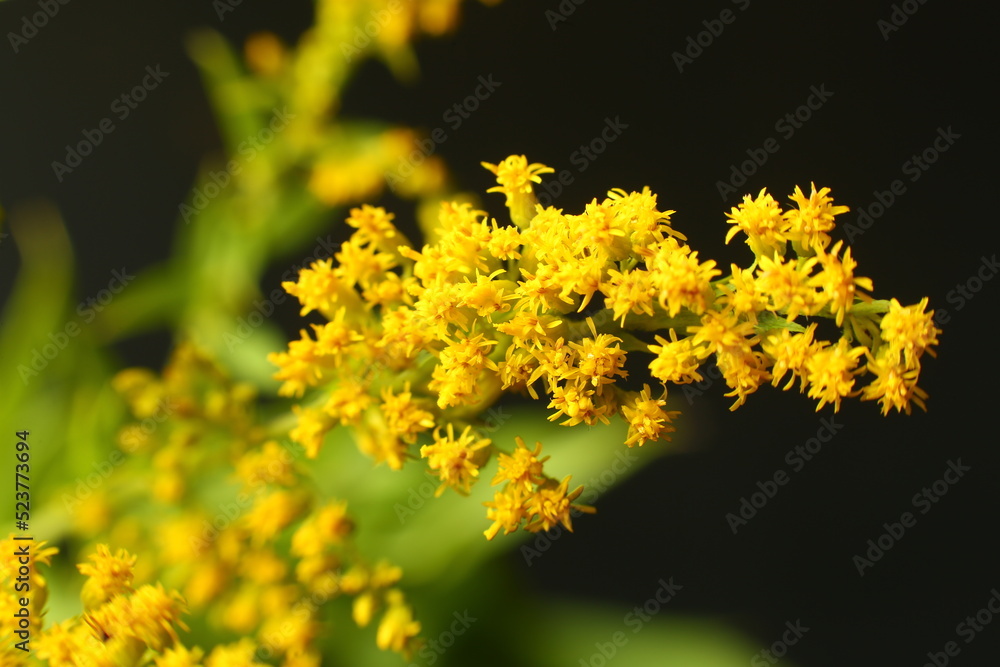 Solidago virgaurea, the European goldenrod or woundwort, is an herbaceous perennial plant of the family Asteraceae Solidago virgaurea, the European goldenrod or woundwort, is an herbaceous perennial plant of the family Asteraceae