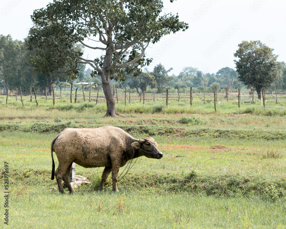 Naklejka premium Buffalo The buffalo is bound in every green grass. to eat grass in that area There was dry mud on the body.