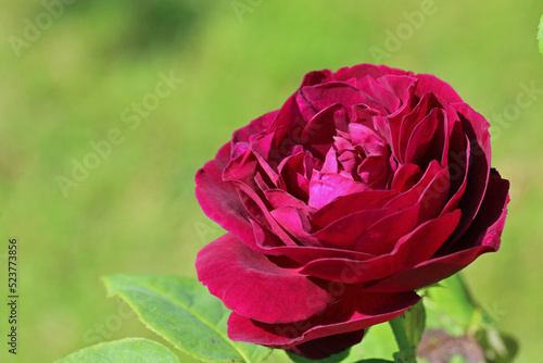Red rose flower in close up photo