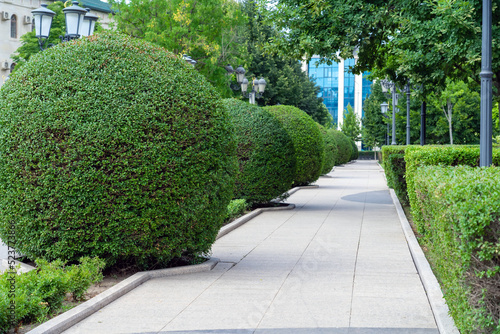 фотографія Pedestrian sidewalk in park area with leafy privet bushes and green lawn