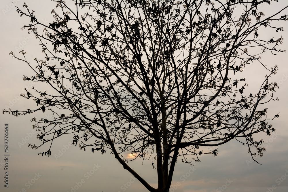 Silhouette of a almost bare tree in the afternoon near Meolo, Veneto, Italy.