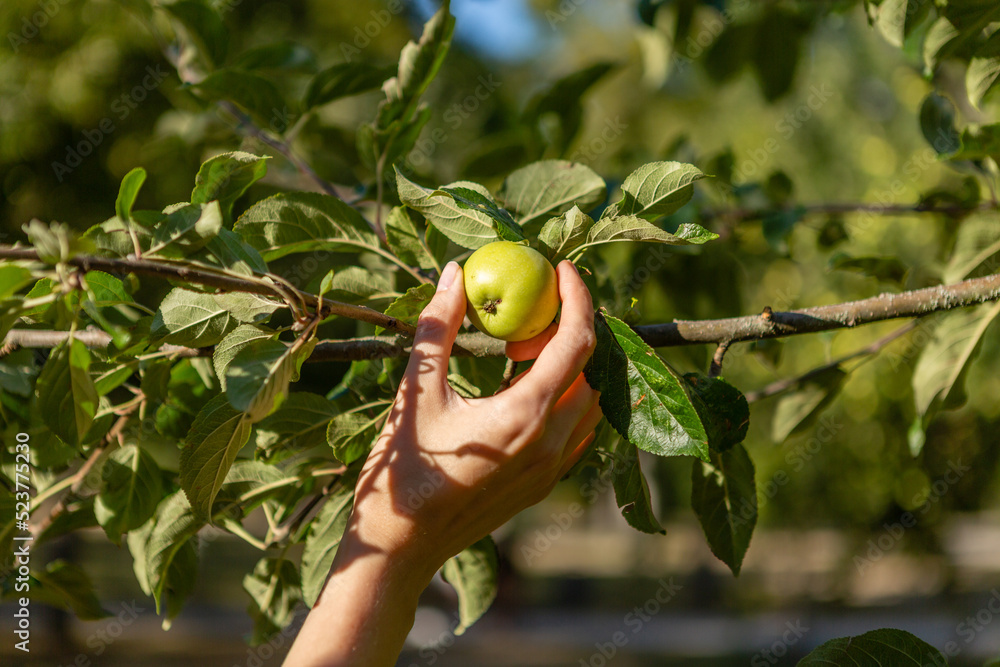 Woman is reaching out for an apple Woman is reaching out for an apple