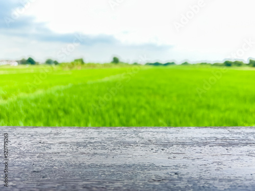 Wooden table beside green rice field in the sunset view.