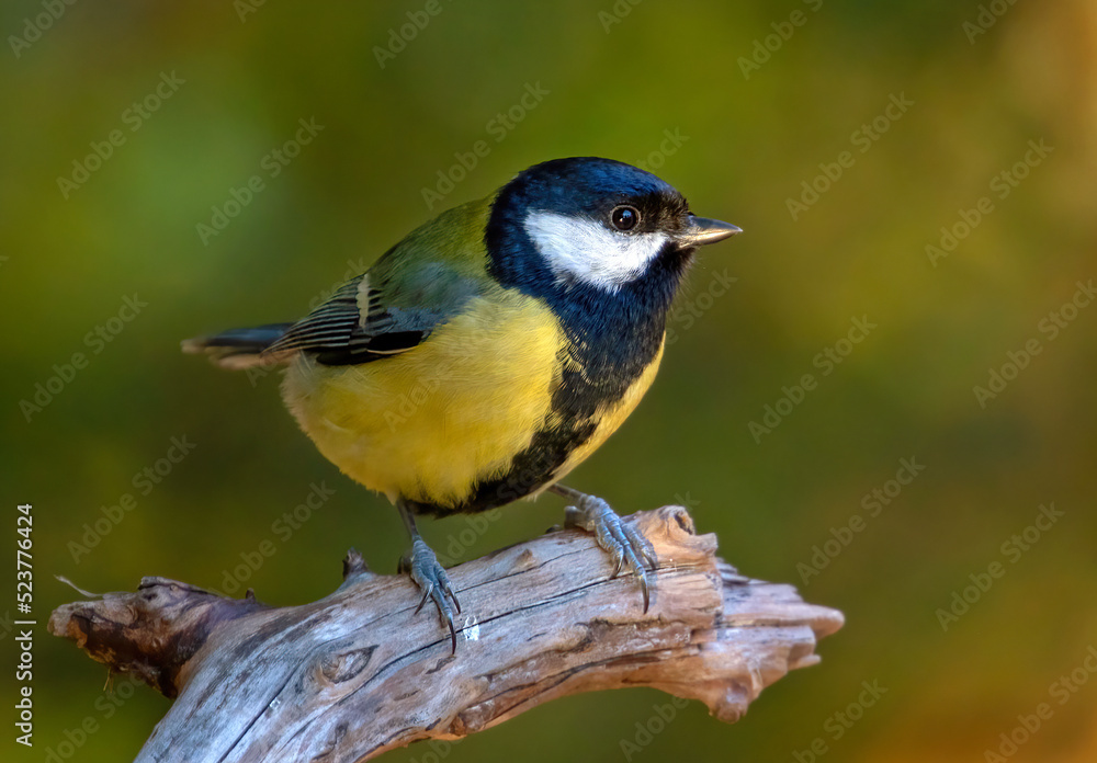 Fototapeta premium Great Tit