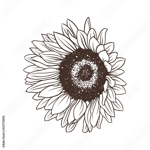 hand drawing sunflower, linear illustration in doodle style