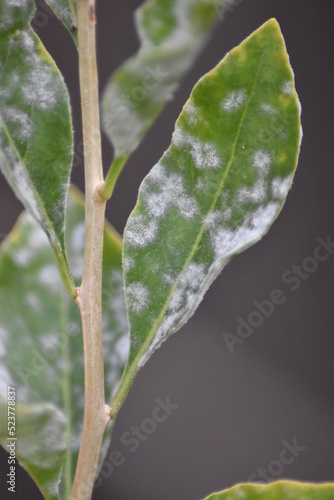 Mehltau am Gemeinen Bocksdorn