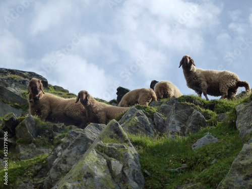 Sheep at Stubai high-altitude hiking trail, lap 8 in Tyrol, Austria photo