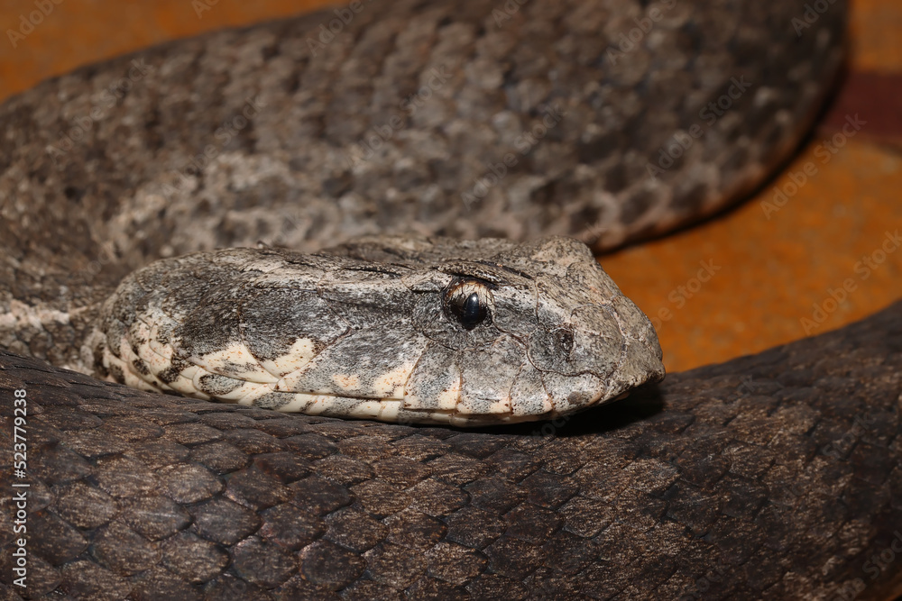 Fototapeta premium Australian Common Death Adder Snake
