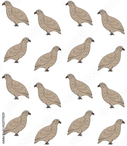 Vector seamless pattern of hand drawn doodle sketch colored partridge bird isolated on white background