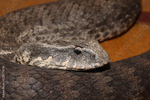 Australian Common Death Adder Snake