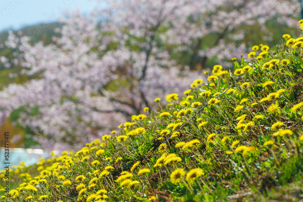 北海道の桜 北海道の桜