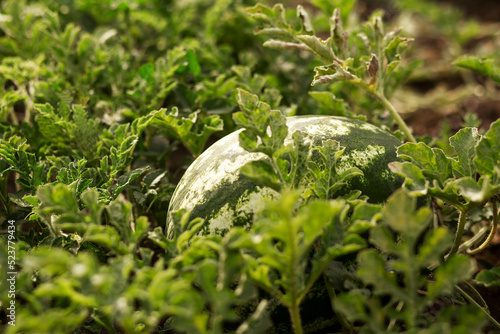 Watermelon in the garden in the leaves. Agriculture, agronomy, industry