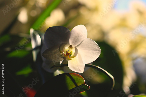 orchidée blanche en fleur éclairée par le soleil (et en clair obscure) photo