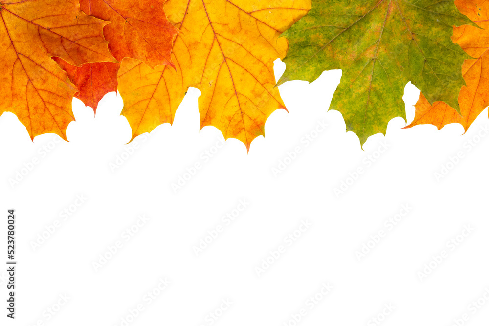 Fototapeta premium Colorful autumn maple leaves frame