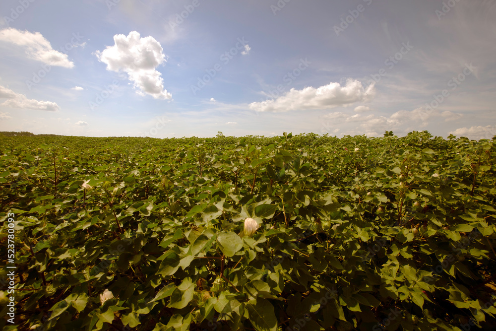 Agricultural background of a cotton field