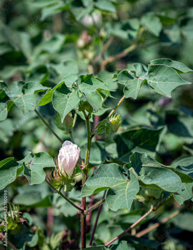 Cotton bloom close up background Cotton bloom close up background