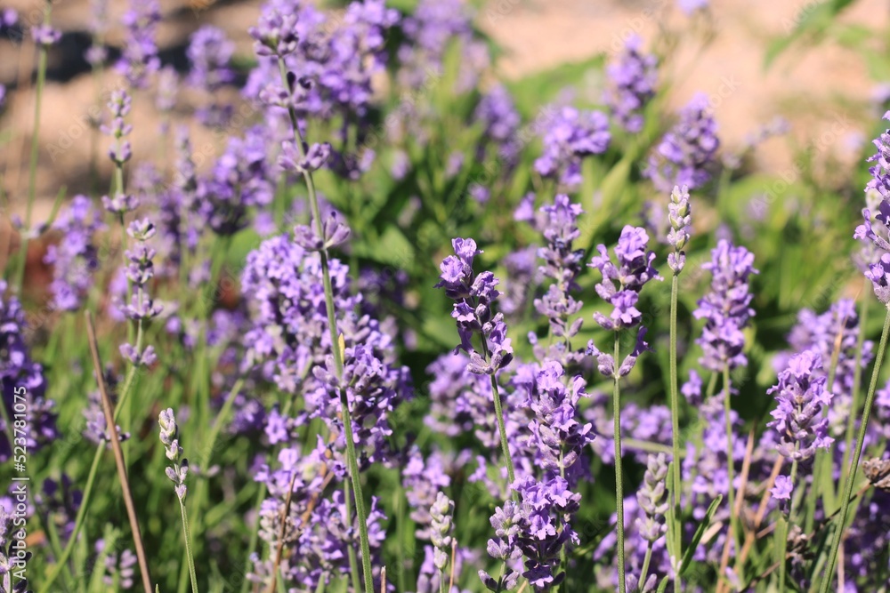 lavender flowers in the garden lavender flowers in the garden