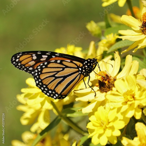 Rare Endangered Monarch Butterfly