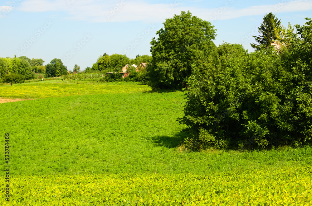 Obraz premium Panoramic rural landscape view of typical Ukrainian village at summer sunny day. Green field with agricultural plants. Old red brick house behind green leave trees