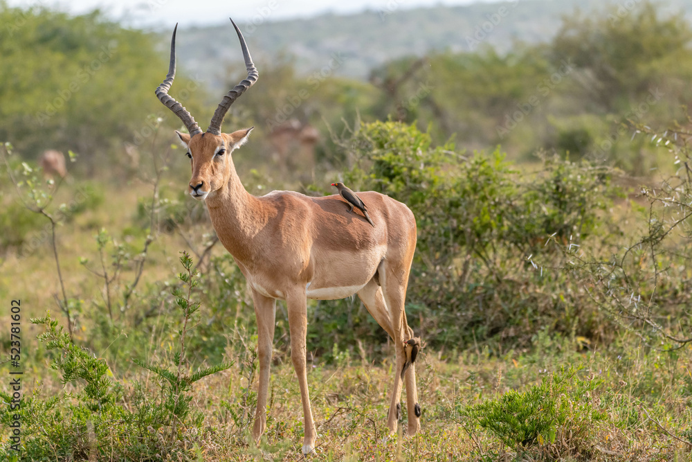 Fototapeta premium creative