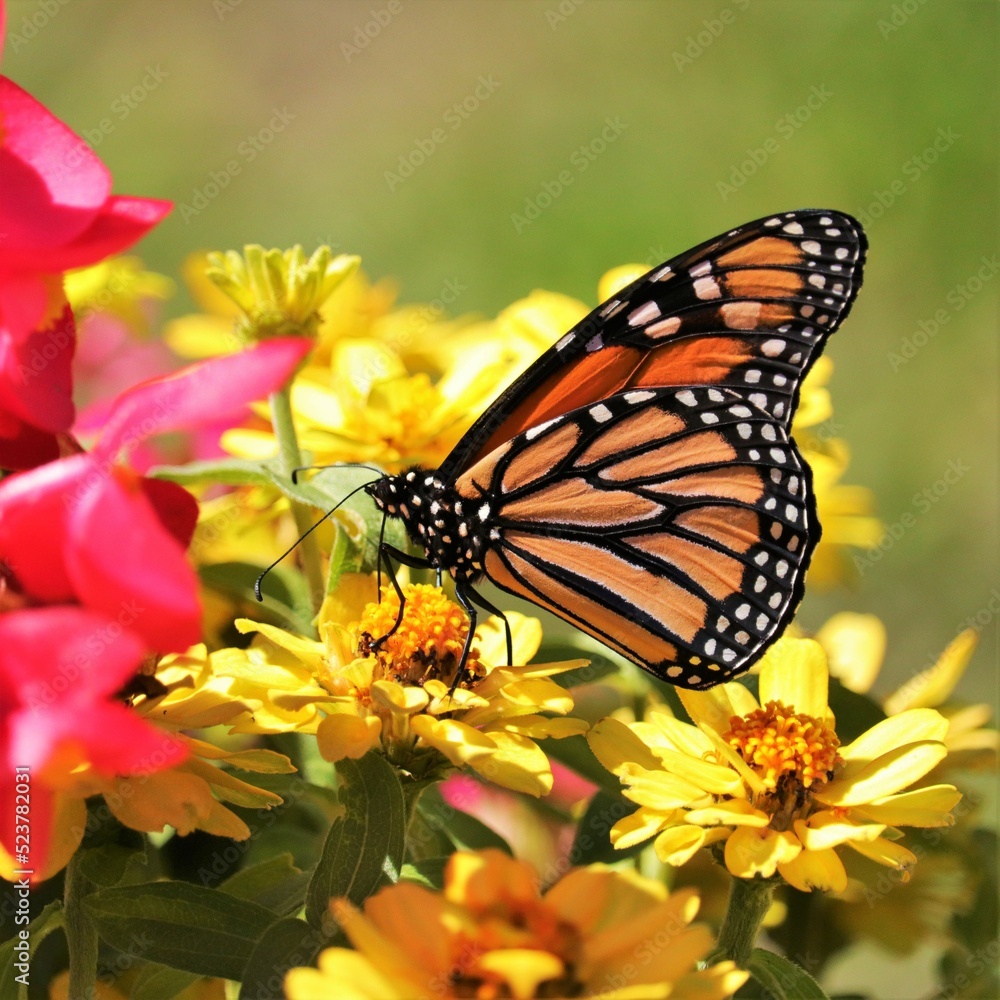 Rare Endangered Monarch Butterfly Rare Endangered Monarch Butterfly