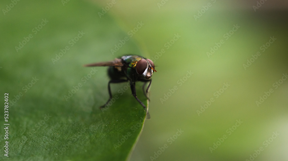 Macro shot of fly insect on natural light. Macro shot of fly insect on natural light.