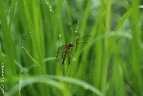dragonfly in the green grass