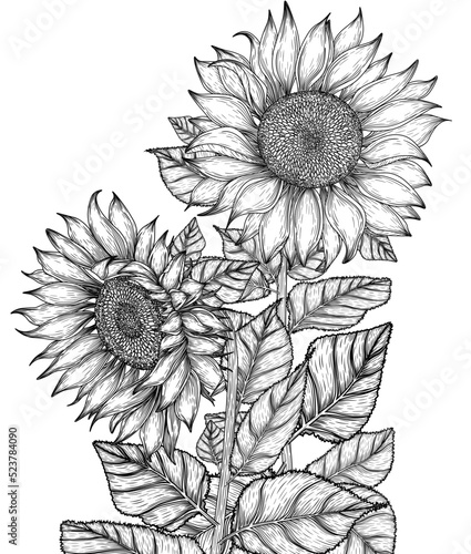Vector illustration of graphic linear sunflower flowers
