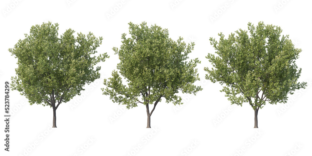 Obraz premium Tree on a transparent background 