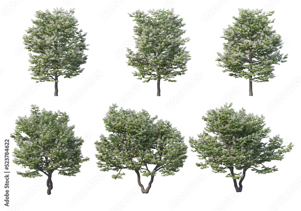 Obraz premium Tree on a transparent background