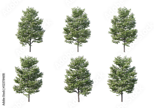 Tree on a transparent background 