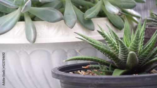 4K Haworthiopsis Attenuate or Zebra