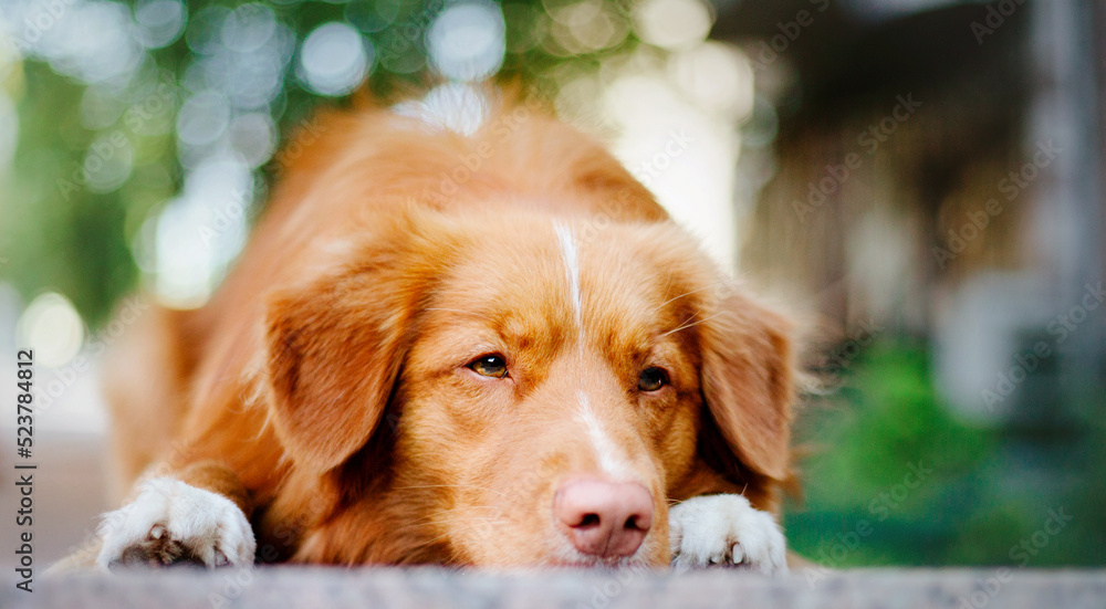 Nova Scotia Duck Tolling Retriever dog Nova Scotia Duck Tolling Retriever dog