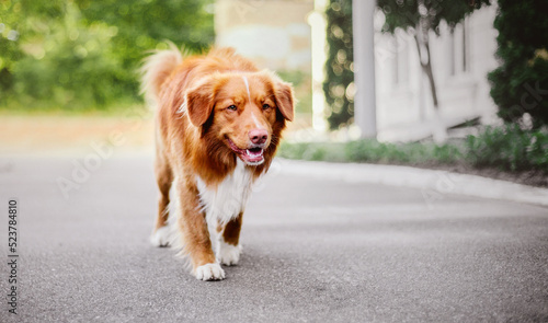 Nova Scotia Duck Tolling Retriever dog