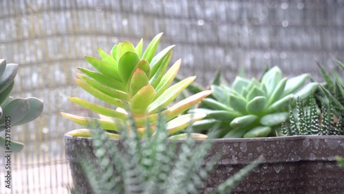 4K Haworthiopsis Attenuate or Zebra