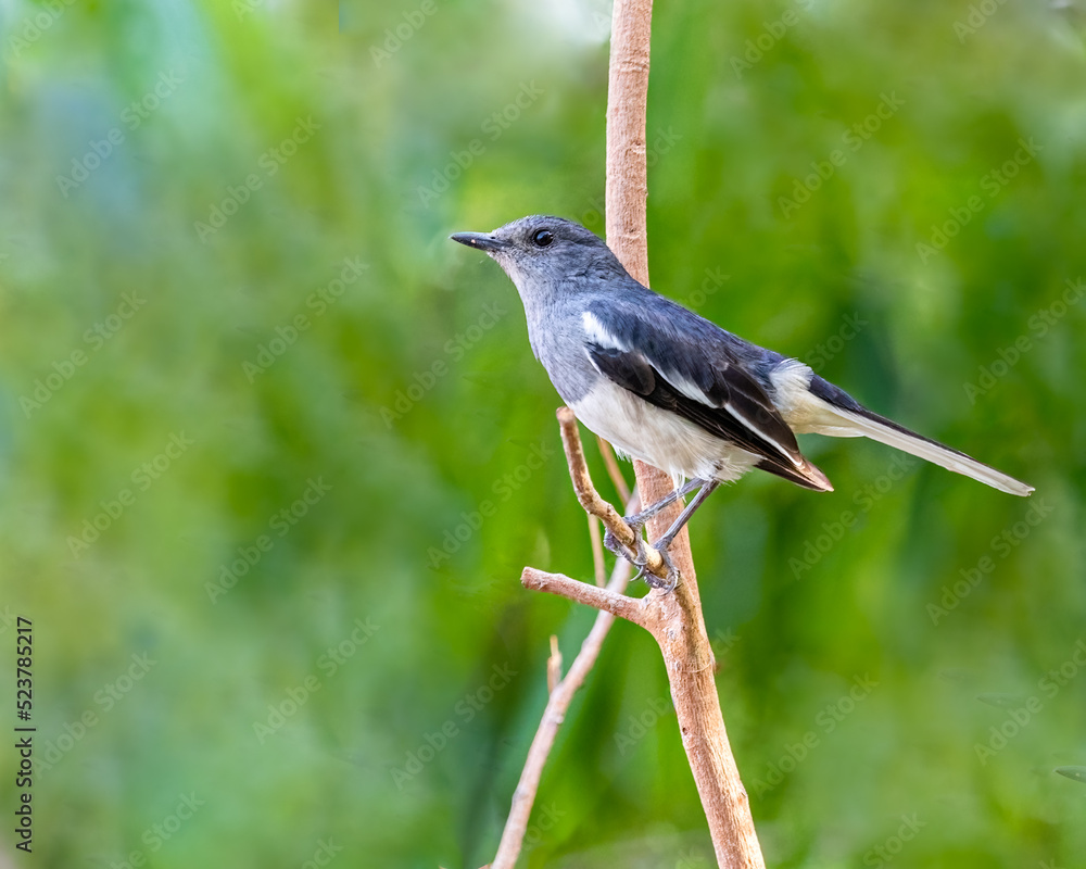 A female Oriental Magpie sitting A female Oriental Magpie sitting