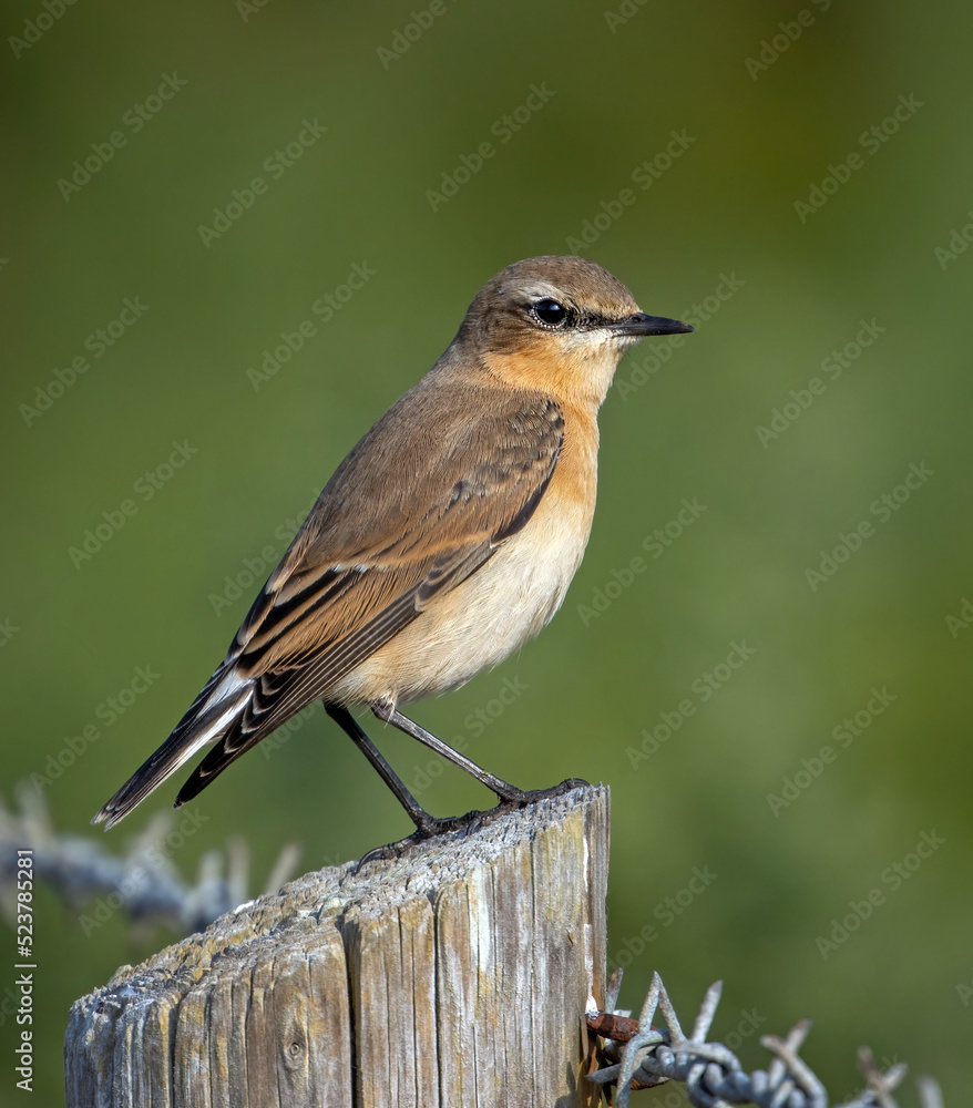 Fototapeta premium Wheatear