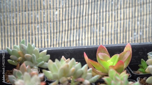 4K echeveria,Cactus humid tropics on rainy days with water droplets