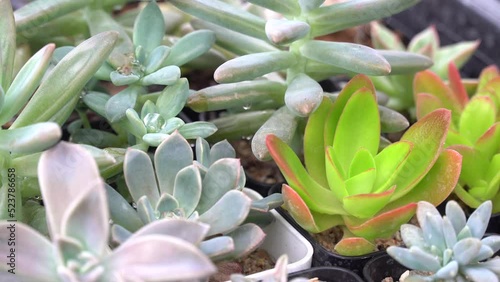4K echeveria,Cactus humid tropics on rainy days with water droplets