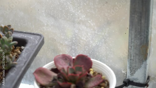 4K echeveria,Cactus humid tropics on rainy days with water droplets